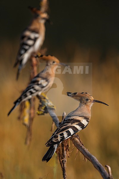 Hop zittend op tak; Eurasian Hoopoe perched on a branch stock-image by Agami/Daniele Occhiato,