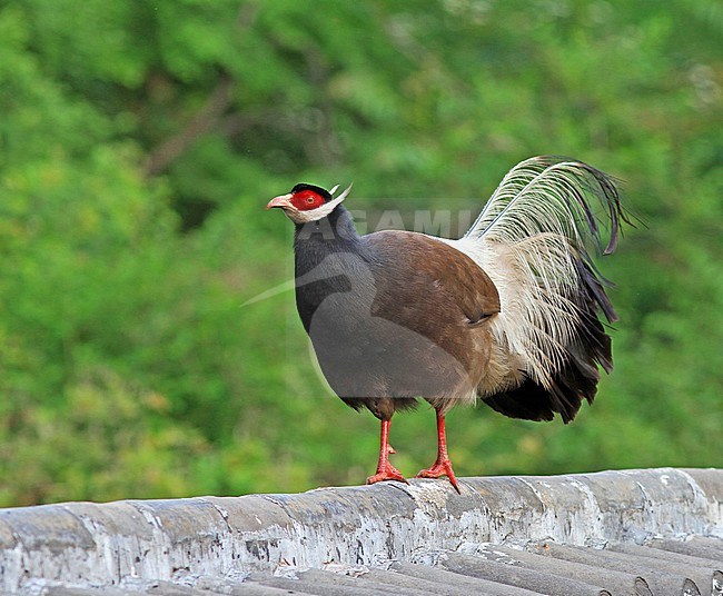 Brown eared pheasant (Crossoptilon mantchuricum) walking on a wall in China. stock-image by Agami/Pete Morris,