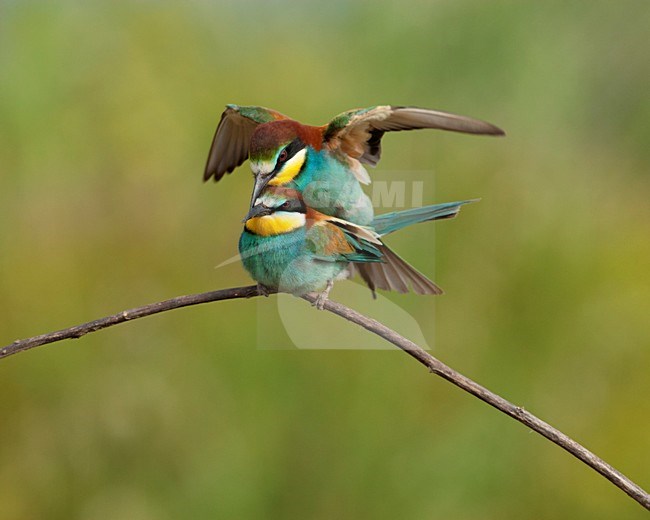 Paartje Bijeneters parend Lesbos Griekenland, European Bee-eater pair mating Lesvos Greece stock-image by Agami/Wil Leurs,