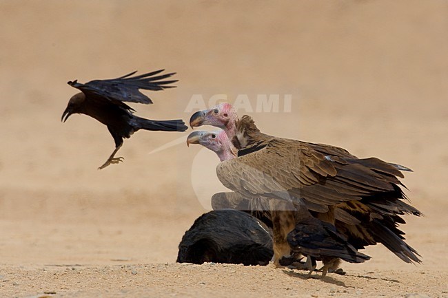 Volwassen Oorgier etend van kadaver; Adult Lappet-faced Vulture eating from dead animal stock-image by Agami/Daniele Occhiato,