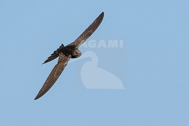 Common Swift (Apus apus) flying agains blue sky in Bulgaria. stock-image by Agami/Marcel Burkhardt,