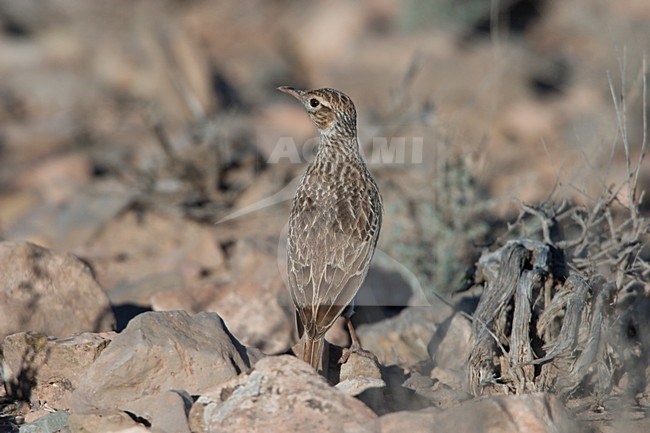 Duponts Leeuwerik zittend op droge stenige grond van semi woestijn of steppe. Dupont's Lark sitting on dry stony ground of semi desert or steppe stock-image by Agami/Ran Schols,