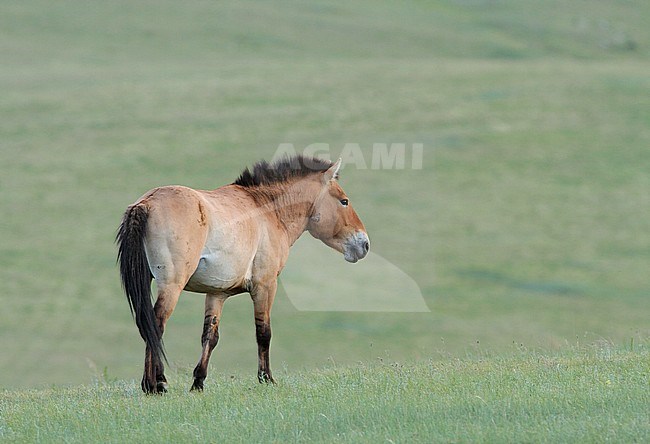 Przewalski's Horse (Equus przewalskii) in Khustain Nuruu National Park, Mongolia. Once extinct in the wild, now reintroduced. stock-image by Agami/James Eaton,