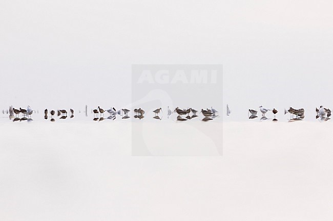 Rosse Grutto, Bar-tailed Godwit, Limosa lapponica stock-image by Agami/Ralph Martin,