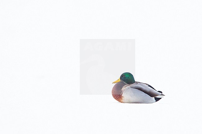 Male Mallard in the snow stock-image by Agami/Menno van Duijn,