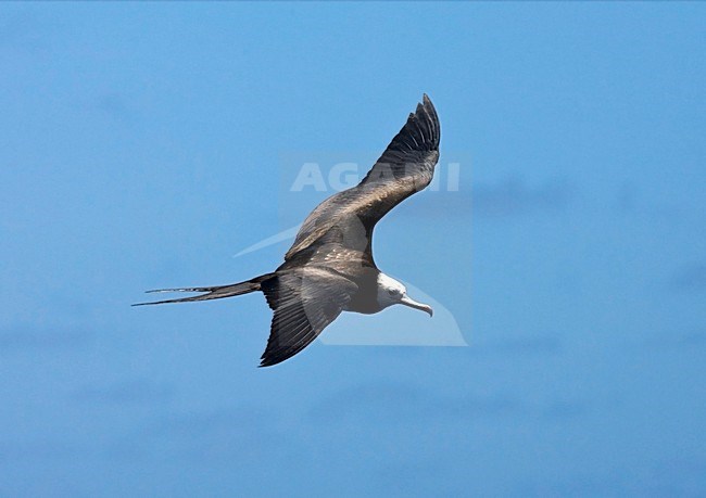 Ascension Frigatebird, Ascensionfregatvogel, Fregata aquila stock-image by Agami/Marc Guyt,