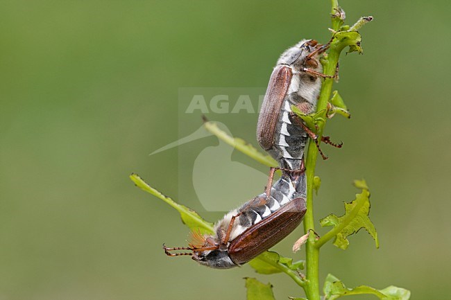 Parende Meikevers op eikentak Duitsland, Mating Cockchafers on oaktwig Germany stock-image by Agami/Wil Leurs,