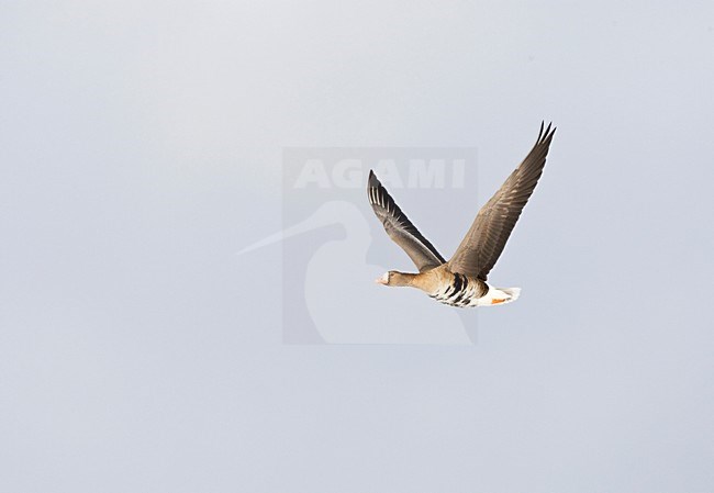 Kolgans in de vlucht; Greater White-fronted Goose in flight stock-image by Agami/Marc Guyt,