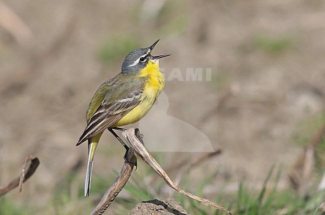 Western Yellow Wagtail (Motacilla flava), singing male stock-image by Agami/Renate Visscher,