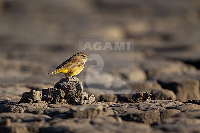 Palm Warbler (Setophaga palmarum) on ground during autumn migration at Cape May, New Jersey, USA stock-image by Agami/Helge Sorensen,