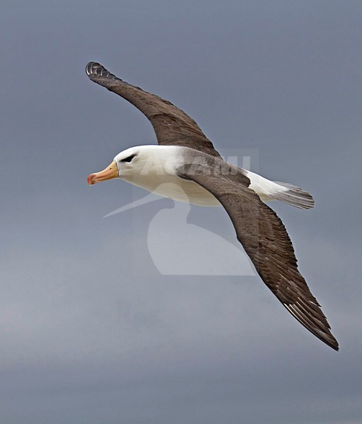 volwassen Wenkbrauwalbatros vliegend, Adult Black-browed Albatross flying stock-image by Agami/David Hemmings,