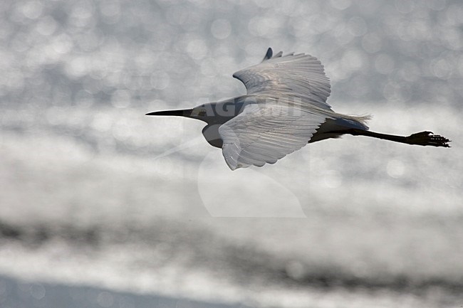 Amerikaanse Kleine Zilverreiger in vlucht; Snowy Egret in flight stock-image by Agami/Martijn Verdoes,