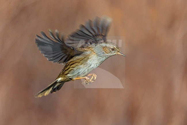 Dunnock (Prunella modularis) in flight against brown colored natural background. stock-image by Agami/Daniele Occhiato,