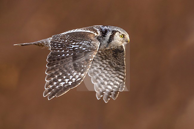 Northern Hawk Owl, Surnia ulula, in Norway. stock-image by Agami/Daniele Occhiato,