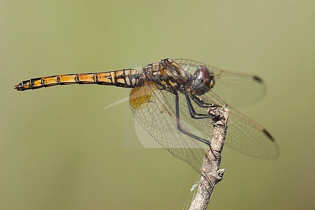 Vrouwtje Purperlibel, Female Trithemis annulata stock-image by Agami/Wil Leurs,