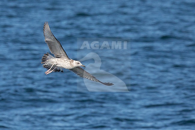 Caspian gull (Larus cachinnans), juvenile in flight, with the sea as background stock-image by Agami/Sylvain Reyt,