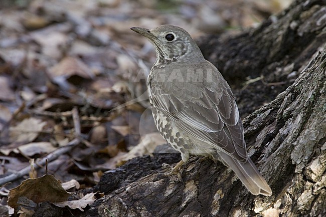 Grote Lijster op een boomstronk; Mistle Thrush on a tree trunc stock-image by Agami/Daniele Occhiato,