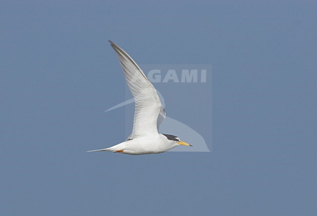 Dwergstern in de vlucht; Little Tern in flight stock-image by Agami/Ran Schols,