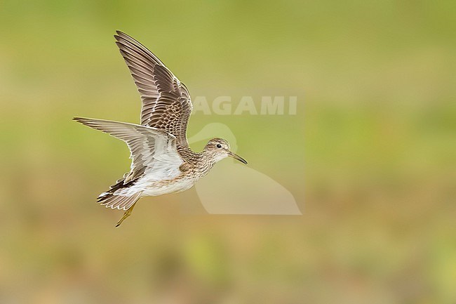 Adult breeding
Galveston Co., TX
May 2023 stock-image by Agami/Brian E Small,