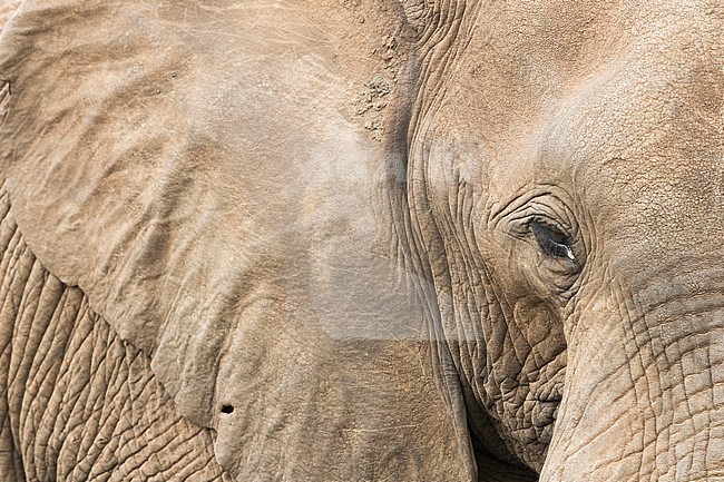 African Bush Elephant (Loxodonta africana), adult close-up, Mpumalanga, South Africa stock-image by Agami/Saverio Gatto,