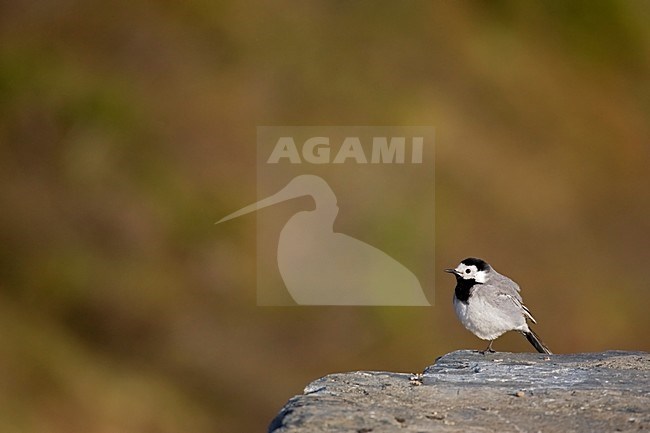 Witte Kwikstaart zittend op rots; White Wagtail perched on rock stock-image by Agami/Kristin Wilmers,