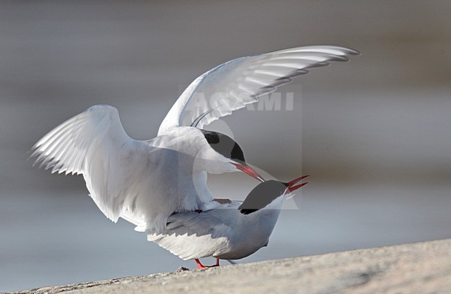 Parende Noordse Sterns, Mating Arctic Terns stock-image by Agami/Markus Varesvuo,