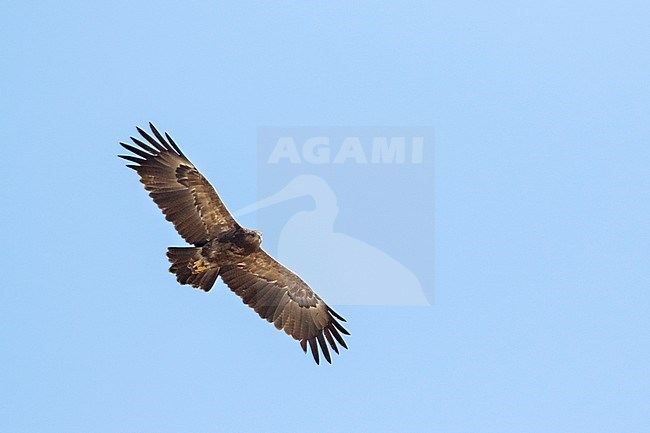 Adult Lesser Spotted Eagle, Clanga pomarina, in Romania. stock-image by Agami/Ralph Martin,