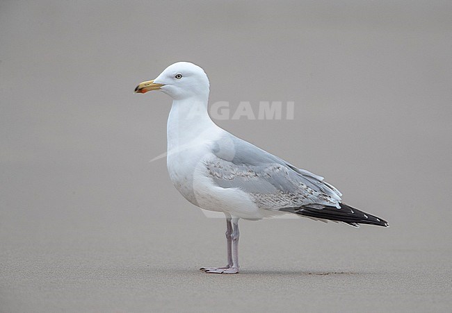 Fourth calender year European Herring Gull (Larus argentatus) in the Netherlands standing on the beach of a Dutch coastal town. stock-image by Agami/Marc Guyt,