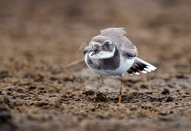 Common Ringed Plover with aggressive attitude to protect his small territory in Cabo da Praia, Terceira, Azores. October 5, 2017. stock-image by Agami/Vincent Legrand,