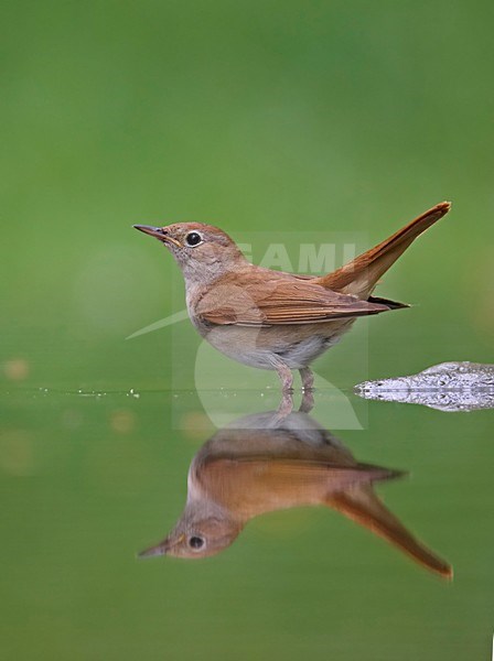 Common Nightingale standing in water; Nachtegaal staand in water stock-image by Agami/Markus Varesvuo,