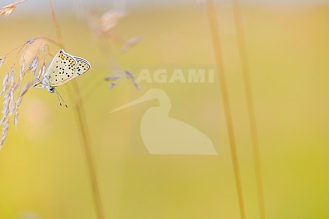 Bruine vuurvlinder / Sooty Copper (Lycaena tityrus) stock-image by Agami/Wil Leurs,