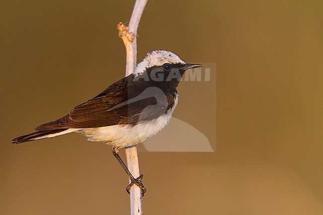 Pied Wheatear - Nonnensteinschmätzer - Oenanthe pleschanka, Kazakhstan, adult male stock-image by Agami/Ralph Martin,