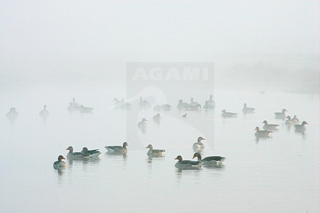 Grauwe Gans groep in water met mist; Grey-lag Goose group perched in water with fog stock-image by Agami/Menno van Duijn,