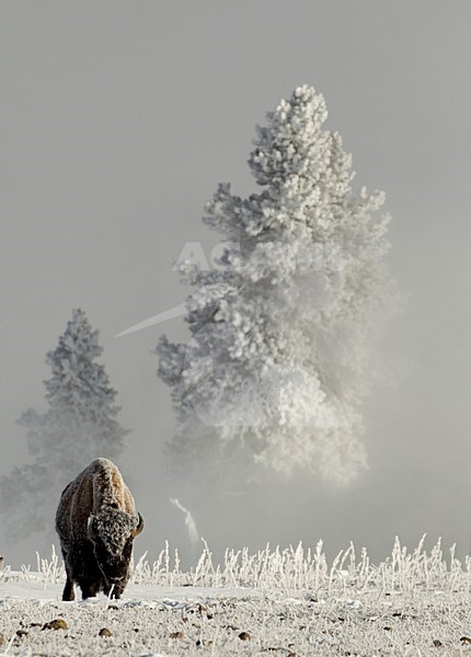 Amerikaanse bizon in de sneeuw, American bison in the snow stock-image by Agami/Danny Green,