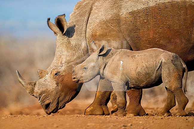 Volwassen Witte neushoorn met haar kalf; Adult White Rhinoceros (Ceratotherium simum) with her calf stock-image by Agami/Bence Mate,