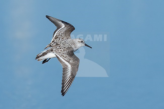 Adult non-breeding
Galveston Co., TX
April 2023 stock-image by Agami/Brian E Small,