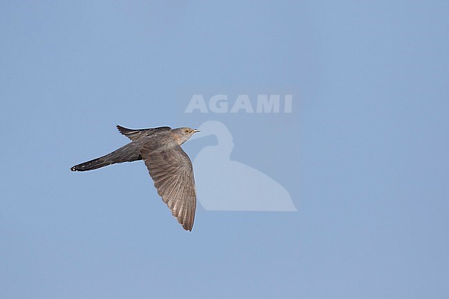 Oriental Cuckoo - Hopfkuckuck - Cuculus saturatus ssp. optatus, Russia, adult female stock-image by Agami/Ralph Martin,