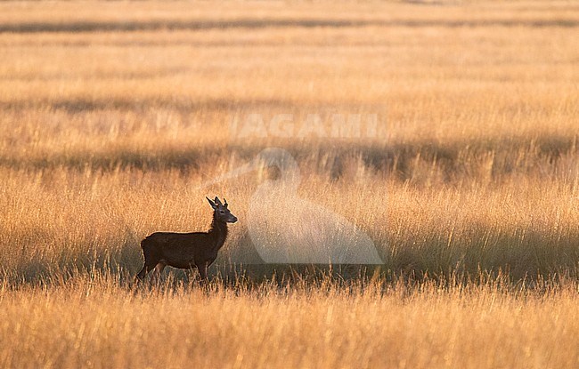 Edelhert op de Veluwe; Red Deer (Cervus elaphus) in Dutch national park de Hoge Veluwe stock-image by Agami/Marc Guyt,