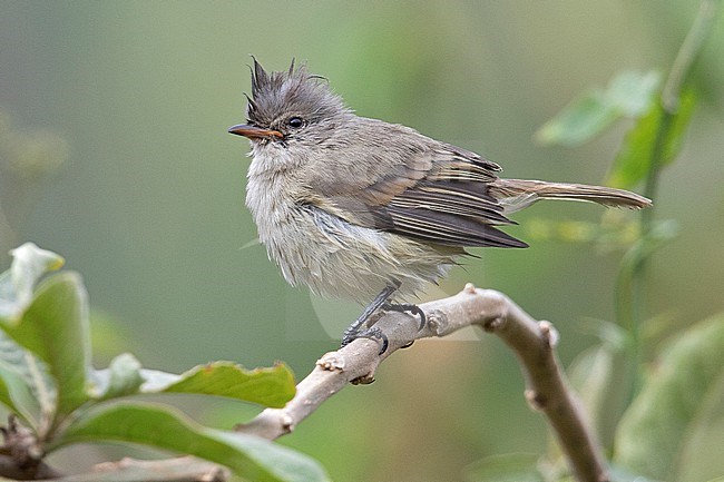 Southern Beardless Tyrannulet (Camptostoma obsoletum) at Santa Eulalia Valley, Peru. stock-image by Agami/Tom Friedel,