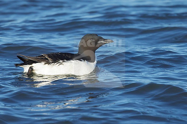 Adult breeding Thick-billed Murre (Uria lomvia), also known as Brunnich's Guillemot, swimming at sea off Seward Peninsula, Alaska, United States. stock-image by Agami/Brian E Small,