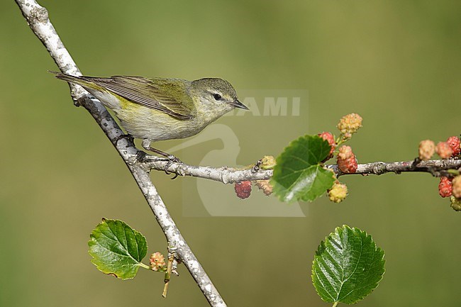 Adult female
Galveston Co., TX
April 2017 stock-image by Agami/Brian E Small,