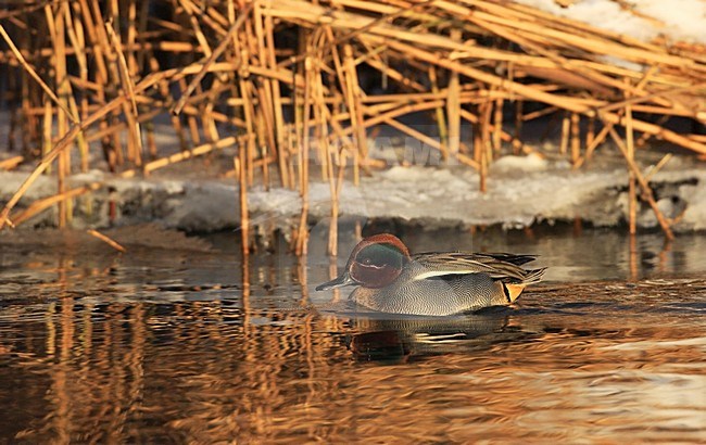 Mannetje Wintertaling, Male Common Teal stock-image by Agami/Jacques van der Neut,