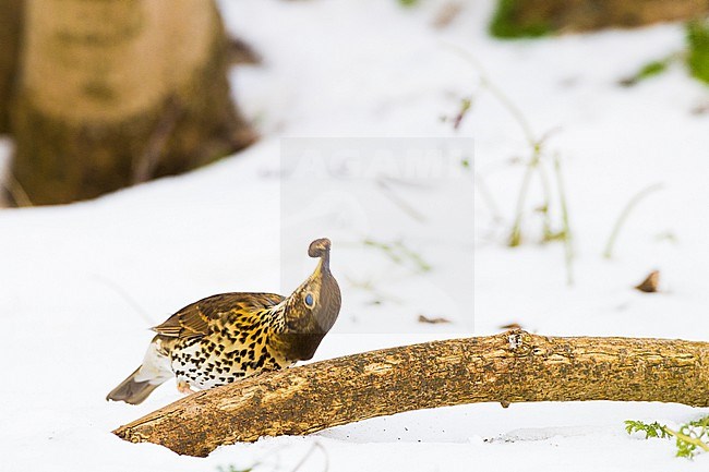 Zanglijster, Song Thrush, Turdus philomelos foraging on slugs or snails breaking on branch stock-image by Agami/Menno van Duijn,