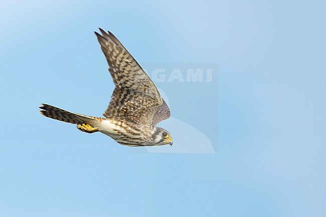 Adult female American Kestrel, Falco sparverius
Chambers Co., TX
October, 2017 stock-image by Agami/Brian E Small,