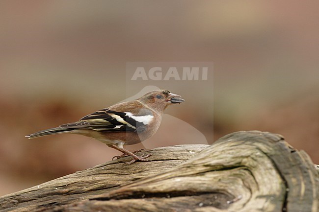 Mannetje Vink in zit; Male Common Chaffinch perched stock-image by Agami/Reint Jakob Schut,