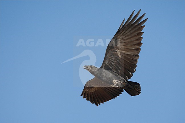 Waaierstaartraaf in de vlucht; Fan-tailed Raven in flight stock-image by Agami/Daniele Occhiato,