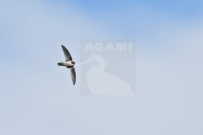 Mountain Swiftlet (Aerodramus  hirundinaceus) in flight  in Papua New Guinea stock-image by Agami/Dubi Shapiro,