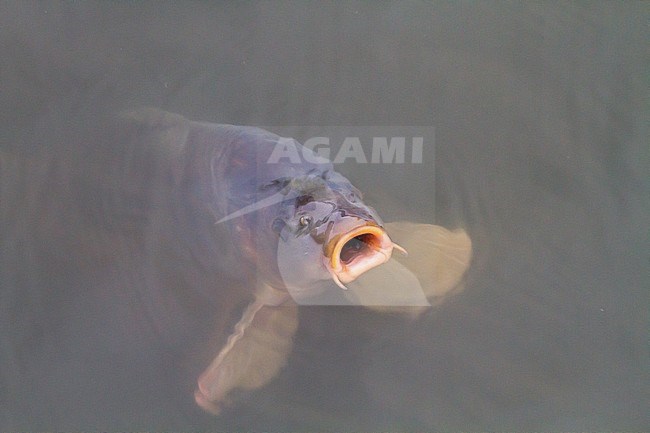 Common Carp (Cyprinus carpio) taking a breath of air in the Oostvaardersplassen, Netherlands stock-image by Agami/Menno van Duijn,