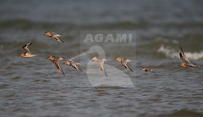 Flock of adult Red Knot (Calidris canutus) flying over water during migration at Blåvandshuk, Denmark stock-image by Agami/Helge Sorensen,