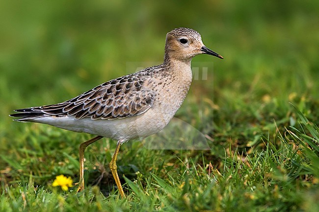 Blonde Ruiter, Buff-breasted Sandpiper stock-image by Agami/Daniele Occhiato,